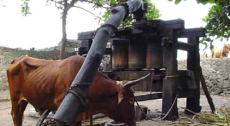 Trapiche