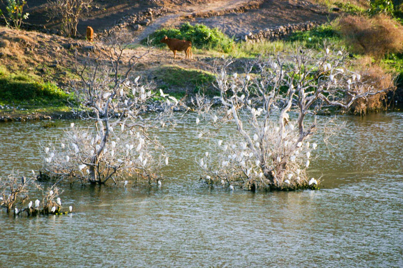 Barragem do Poilão, 2011