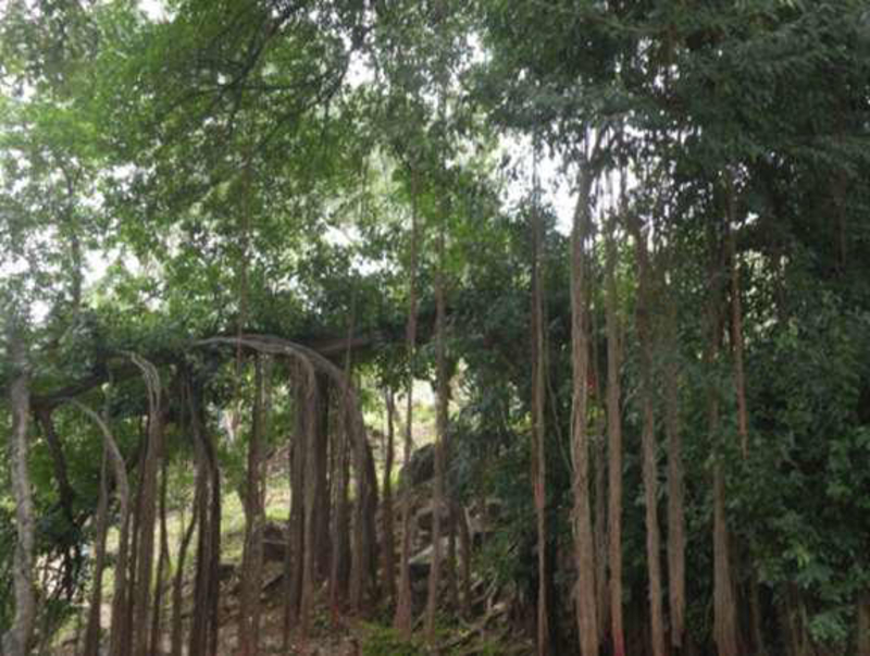 Floresta