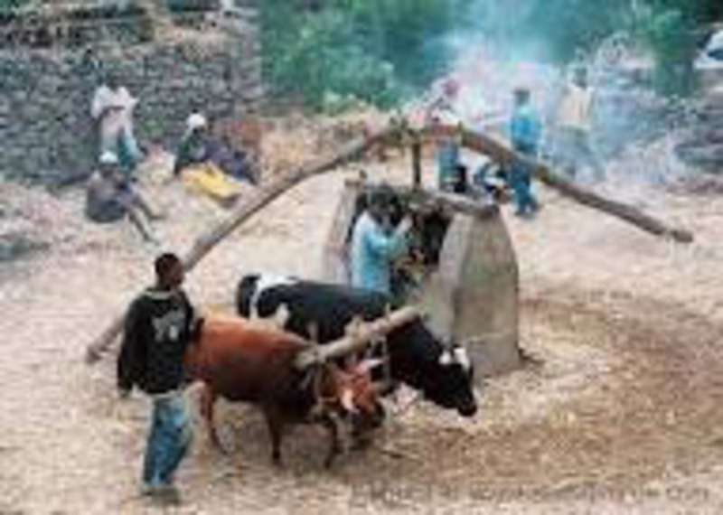 Trapiche