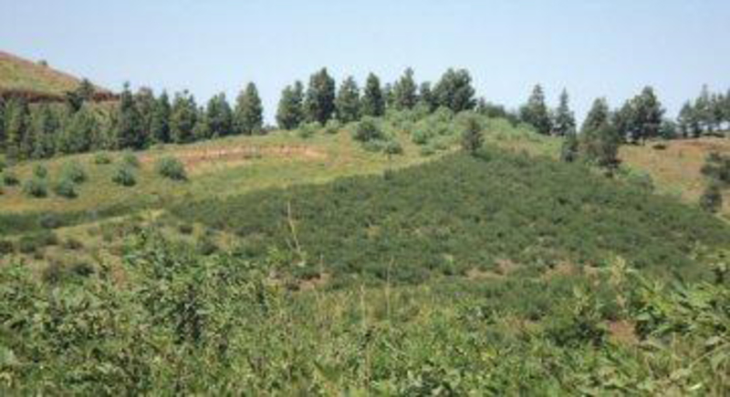 Topo de Coroa